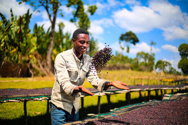 September Coffee - Keramo, Ethiopia Washed Landrace