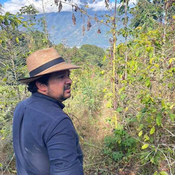 Roseline Coffee - Guatemala Josue Morales