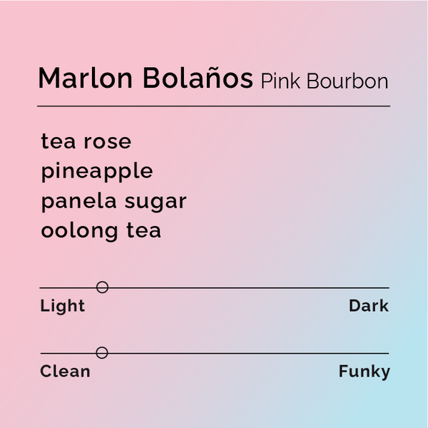 Black White Roasters - Marlon Bolaños Pink Bourbon