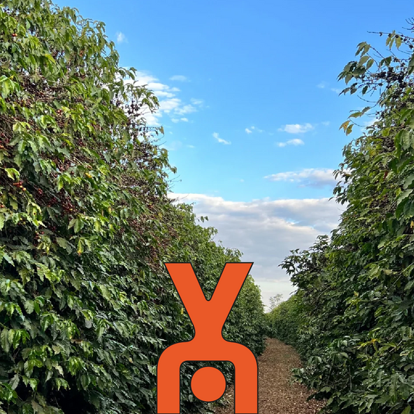 Roseline Coffee - Cartwheel Blend