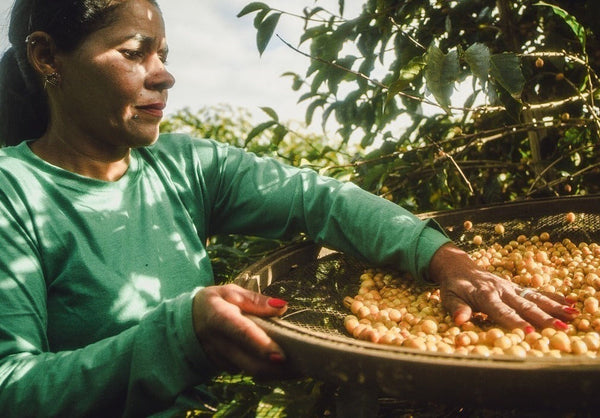 Pirates of Coffee - Apple Pie: Brazil Anaerobic Natural