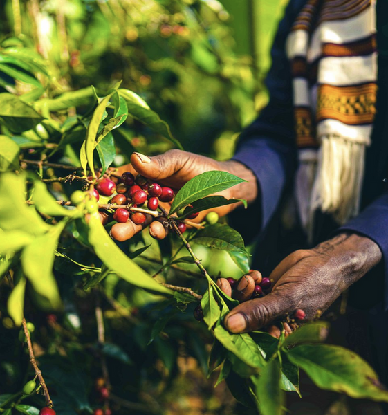 Pirates of Coffee - Cherry Cola: Ethiopia Yirgacheffe Washed