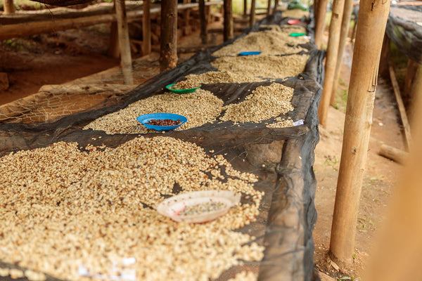 September Coffee - Giko Hill Espresso, Rwanda Washed Red Bourbon