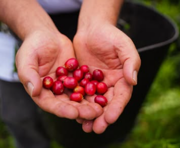 Pirates of Coffee - Rochello Espresso: Colombia Huila Washed
