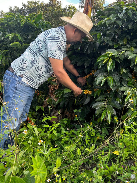 September Coffee -  Henry Bonilla Murcia, Colombia Natural Sudan Rume