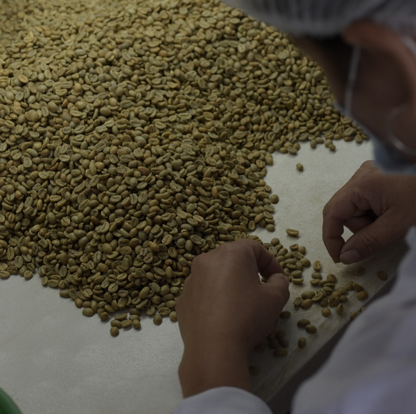 Pirates of Coffee - Rochello Espresso: Colombia Huila Washed