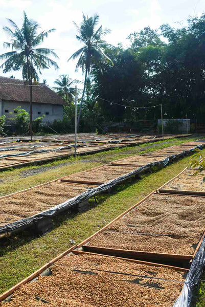Good Vibes Roastery - Indonesia Ijen Lestari, Washed USDA Kartika Cobra