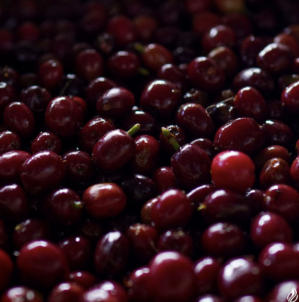 Pirates of Coffee - Daye Bensa Hamasho: Ethiopia Natural