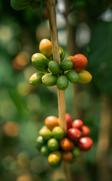 Pirates of Coffee - Yirgacheffe: Ethiopia Washed