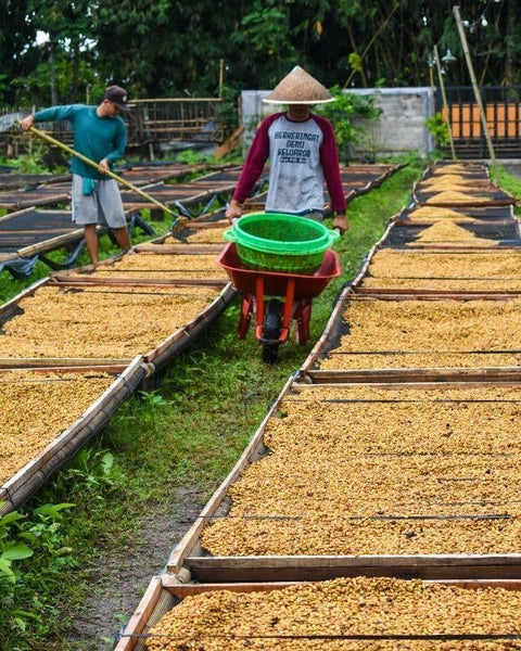 Good Vibes Roastery - Indonesia Ijen Lestari, Washed USDA Kartika Cobra