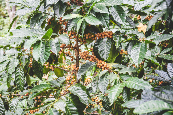 Pirates of Coffee - Red Catuai: Nicaragua Natural