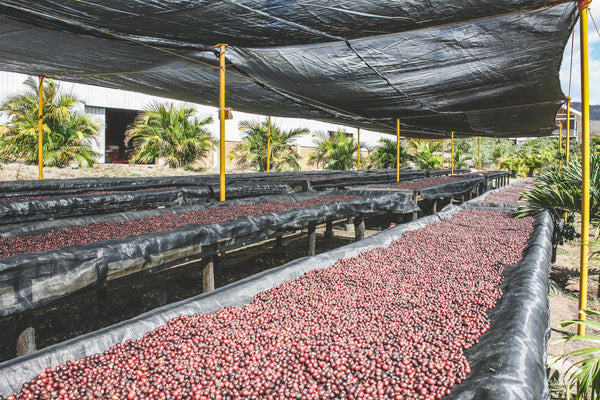 Pirates of Coffee - Red Catuai: Nicaragua Natural