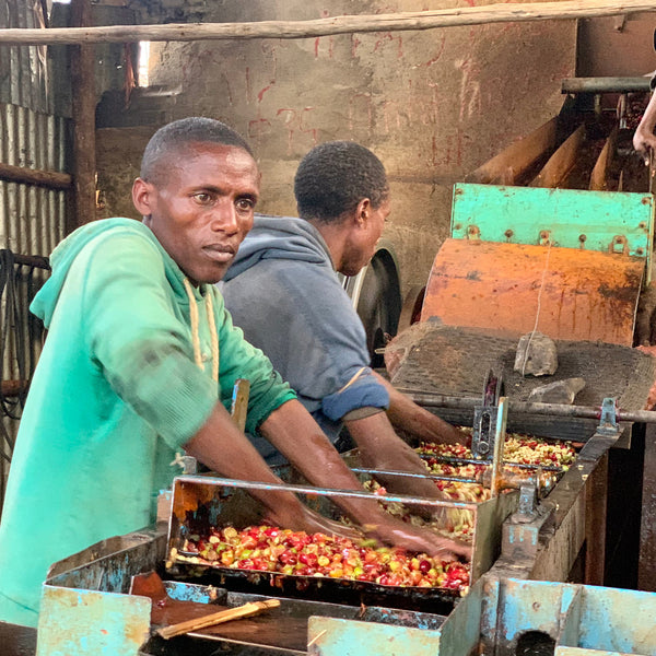Drop Coffees - Hunkute, Ethiopia