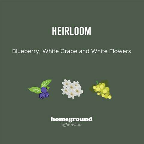 Homeground Coffee - Morea, Ethiopia (Filter)