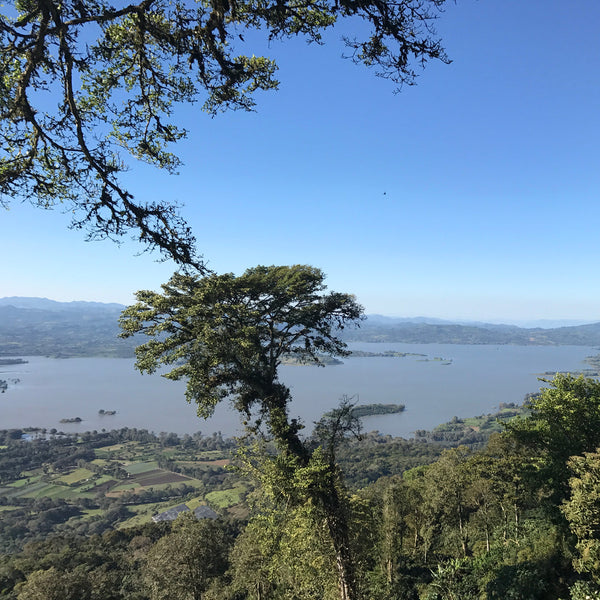 Drop Coffees - Limoncillo, Washed Caturra, Nicaragua