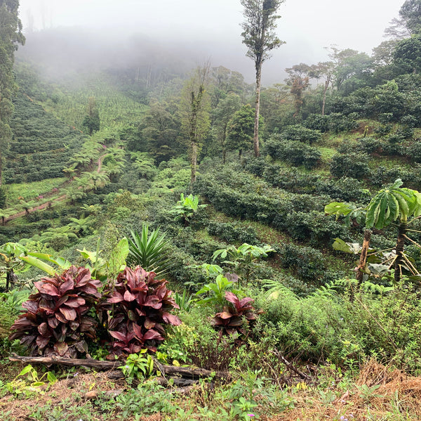 Drop Coffees - Limoncillo, Washed Caturra, Nicaragua