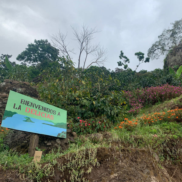 Drop Coffees - Limoncillo, Washed Caturra, Nicaragua