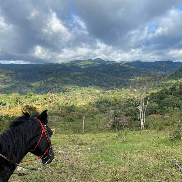 Drop Coffees - Limoncillo, Washed Caturra, Nicaragua