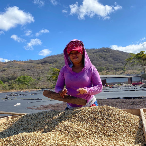 Drop Coffees - Limoncillo, Washed Caturra, Nicaragua